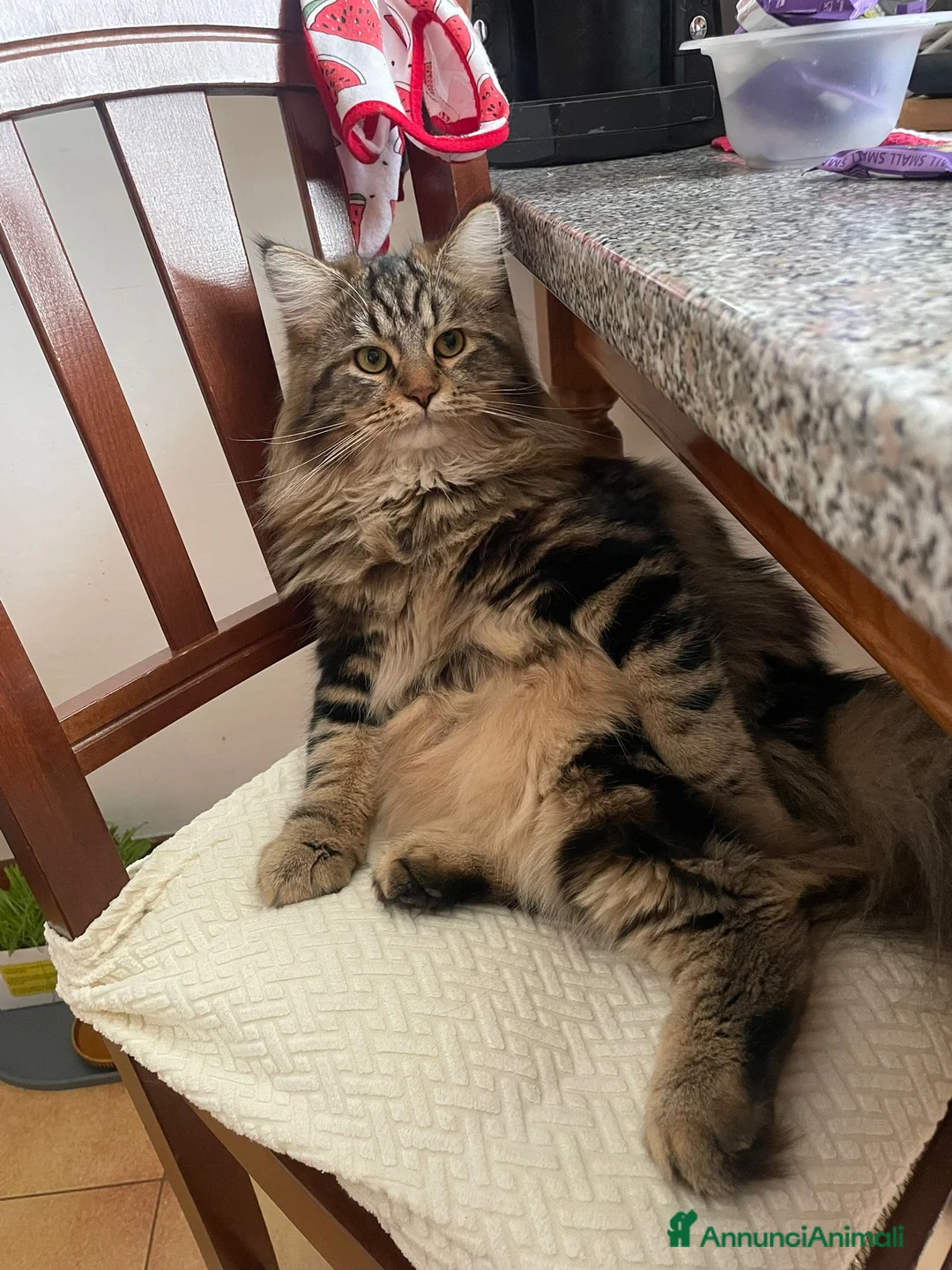 Siberiano gatti per accoppiamento: Gatto Siberiano per accoppiamento - Annuncio 2