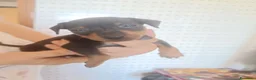 Pinscher Miniatura cani in vendita: Pinscher nani nero focato pedigree ENCI  - Annuncio 1