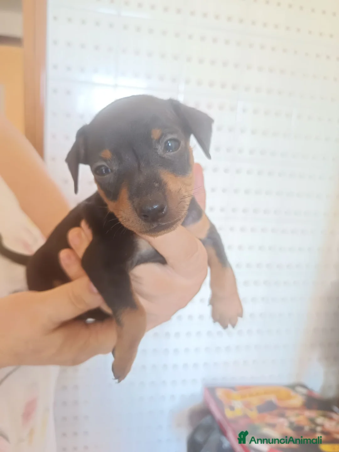 Pinscher Miniatura cani in vendita: Pinscher nani nero focato pedigree ENCI  - Annuncio 1