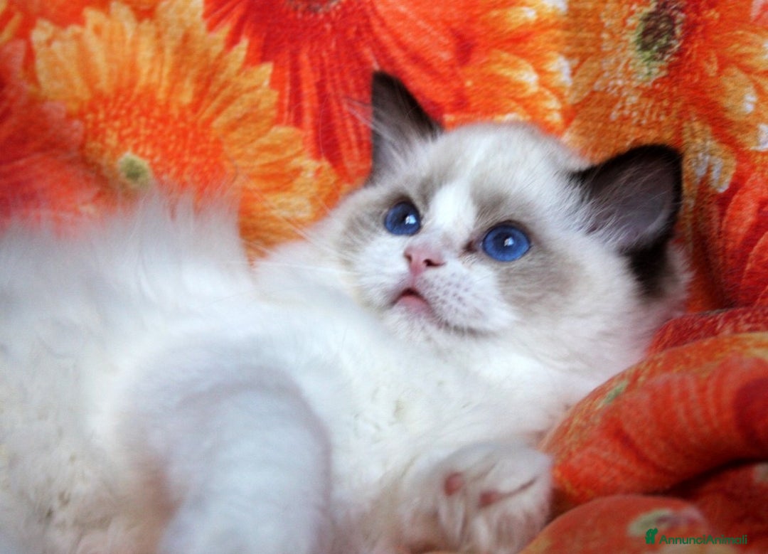 Immagine della galleria {{count}}