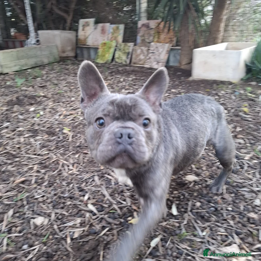 Bulldog Francese cani in regalo: Shamus Cerca Famiglia. Info Monica 3890238584 - Annuncio 10
