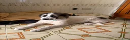 Bearded Collie cani in regalo: Maya 4 mesi di dolcezza  - Annuncio 6