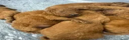Barboncino cani in vendita: Cuccioli Barboncino - Annuncio 3
