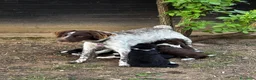 Meticcio cani in vendita: DOLCISSIMI CUCCIOLI CERCANO CASA a Provincia di Vicenza - Annuncio 4
