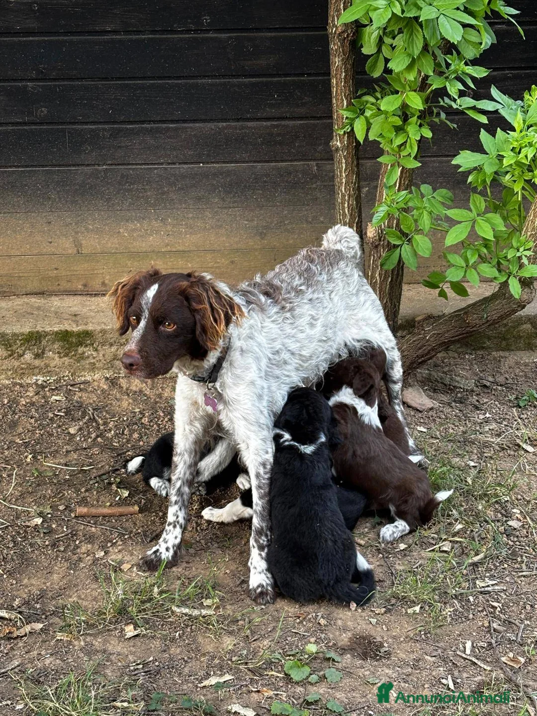 Meticcio cani in vendita: DOLCISSIMI CUCCIOLI CERCANO CASA a Provincia di Vicenza - Annuncio 4
