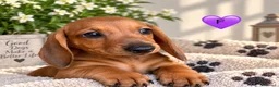 Bassotto cani in vendita: CUCCIOLI BASSOTTI STANDARD - Annuncio 3