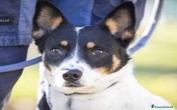 Meticcio cani in regalo: Femmina medio piccola sfortunata! SOS CASA VARESE a Città metropolitana di Milano - Immagine 3
