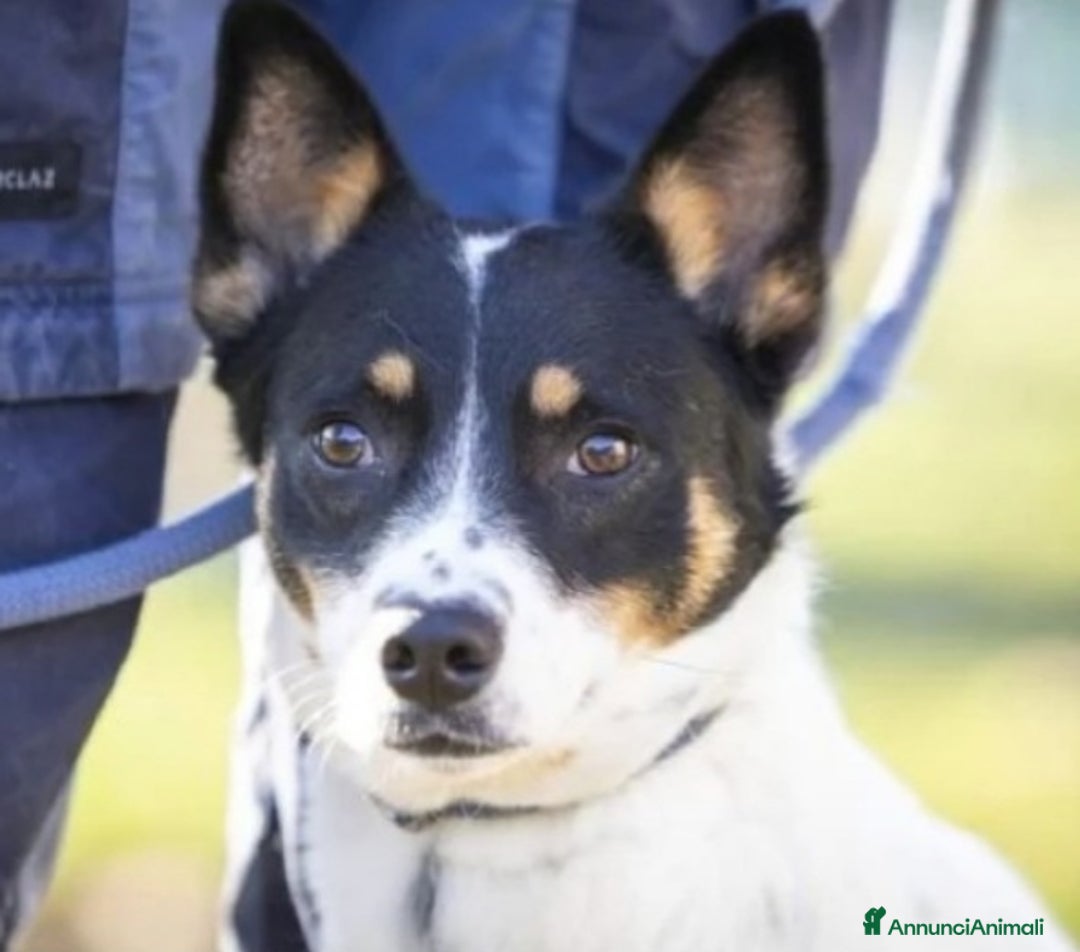Meticcio cani in regalo: Femmina medio piccola sfortunata! SOS CASA VARESE a Città metropolitana di Milano - Immagine 3