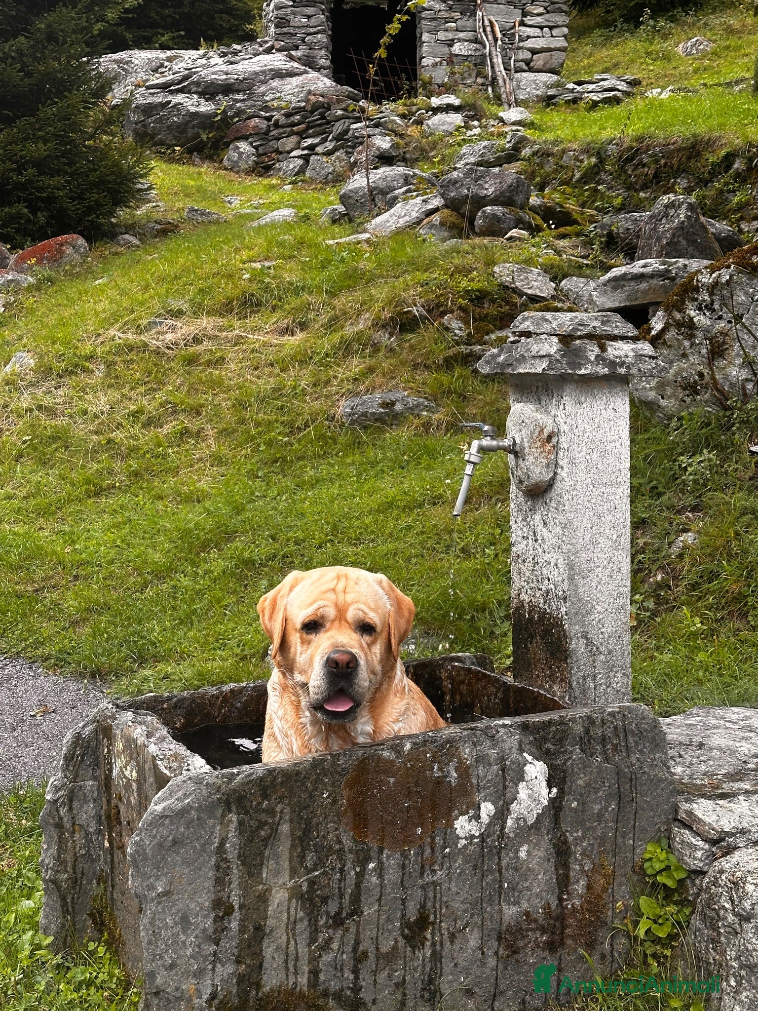 Labrador cani Labrador maschio per accoppiamento - Annuncio 4