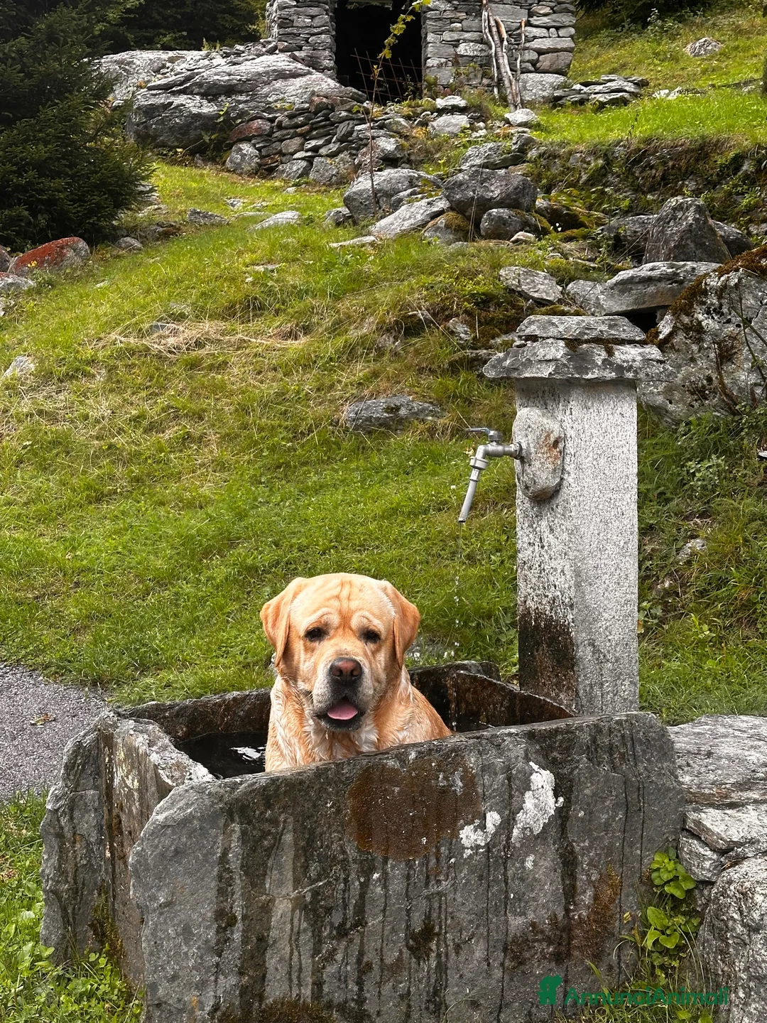 Labrador cani per accoppiamento: Labrador maschio per accoppiamento a Provincia del Verbano-Cusio-Ossola - Annuncio 1