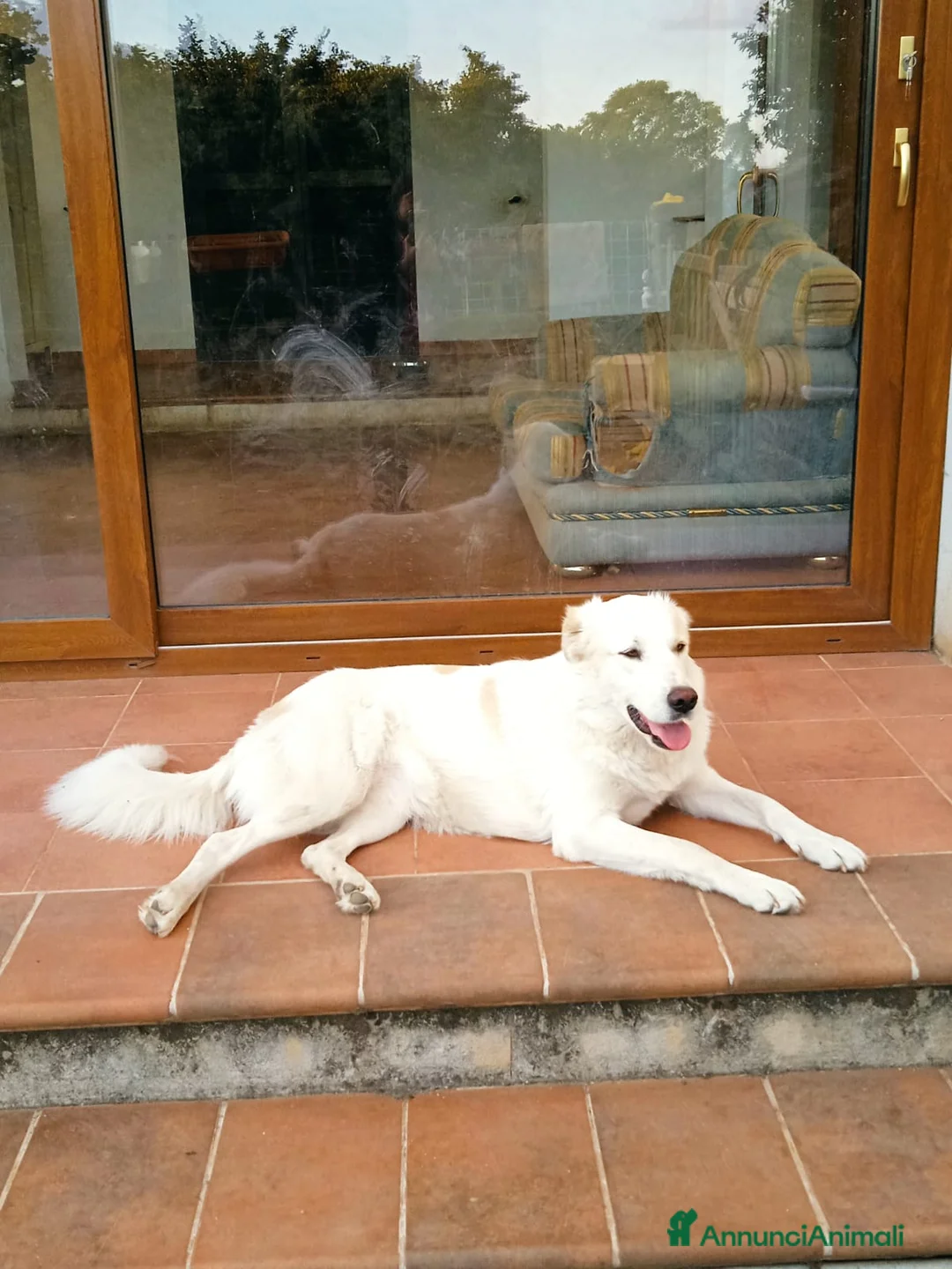 Pastore Maremmano cani in regalo: Meravigliosa Marlene  a Provincia di Viterbo - Annuncio 3