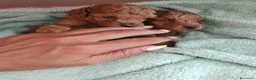 Barboncino Toy cani in vendita: Barboncini mini toy - Annuncio 6