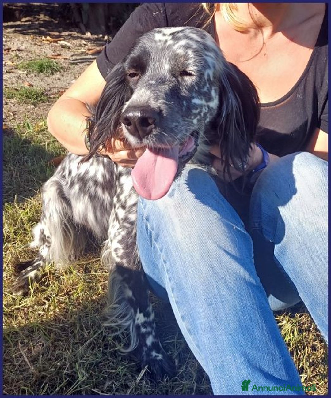 Setter Inglese cani in regalo: TANZANIA simpatica ed affettuosa 4anni - Annuncio 4