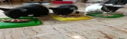 Meticcio gatti in regalo: Attenzione: tasso di dolcezza fuori scala  a Provincia di Pescara - Annuncio 7