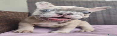 Bulldog Francese 4