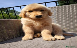 Golden Retriever cani in vendita: Cucciolo golden retriever  a Valle d'Aosta - Immagine 2