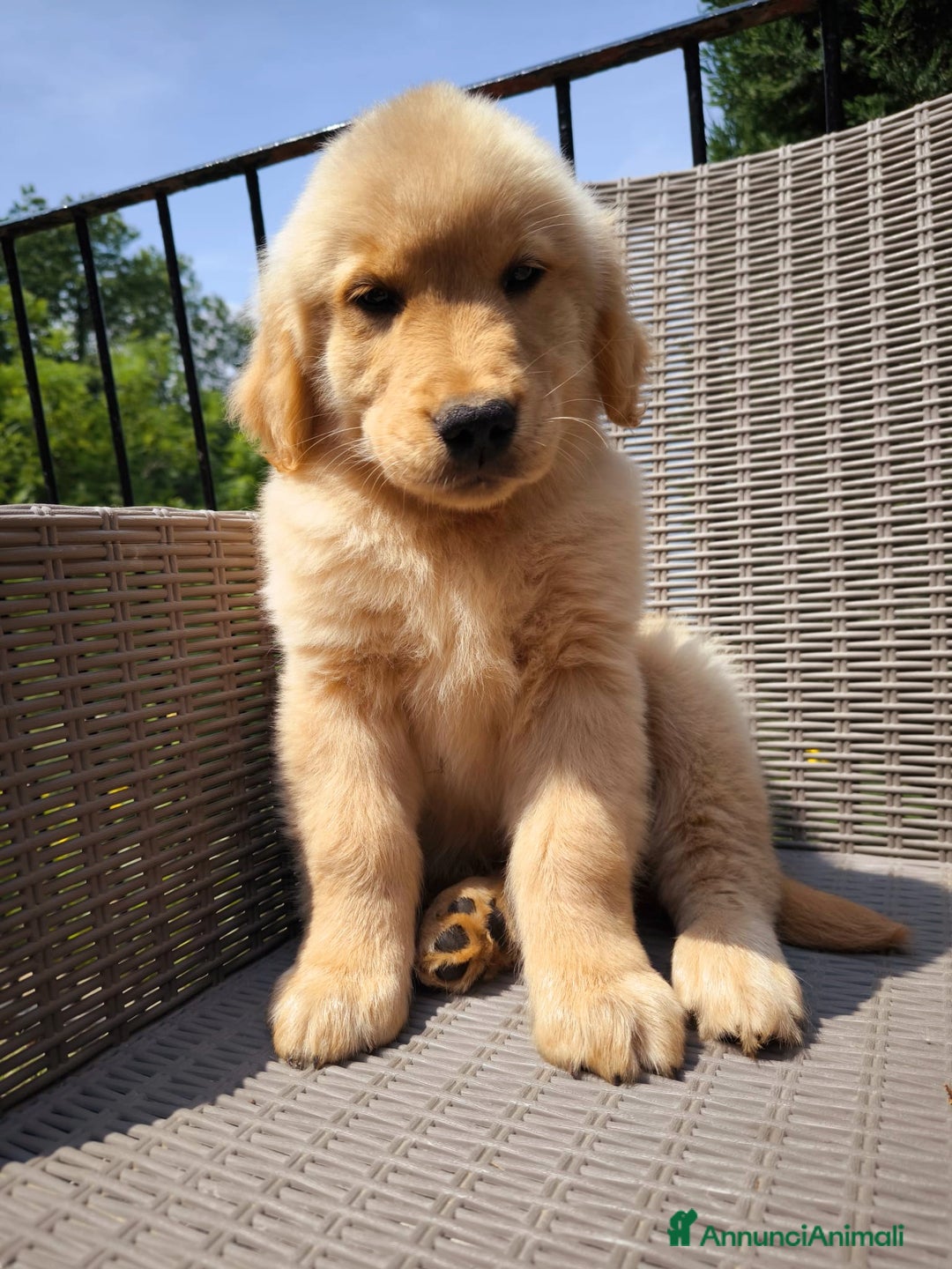 Golden Retriever cani in vendita: Cucciolo golden retriever  a Valle d'Aosta - Immagine 2