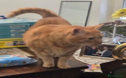 Meticcio gatti in regalo: in cerca famiglia - Immagine 2