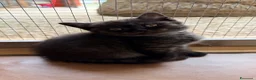 Scottish gatti in vendita: Scottish fold Longhair  a Provincia di Latina - Annuncio 4