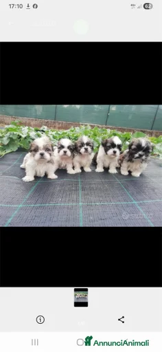 Immagine della galleria {{count}}