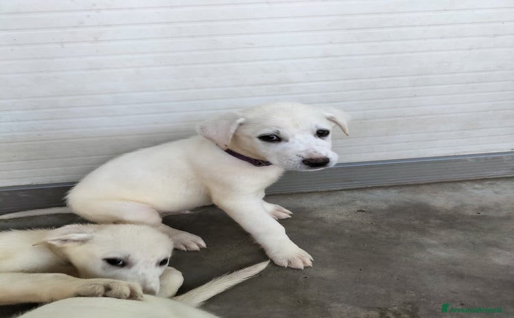 Meticcio cani Tano splendido cucciolo taglia medio grande  - Annuncio 13
