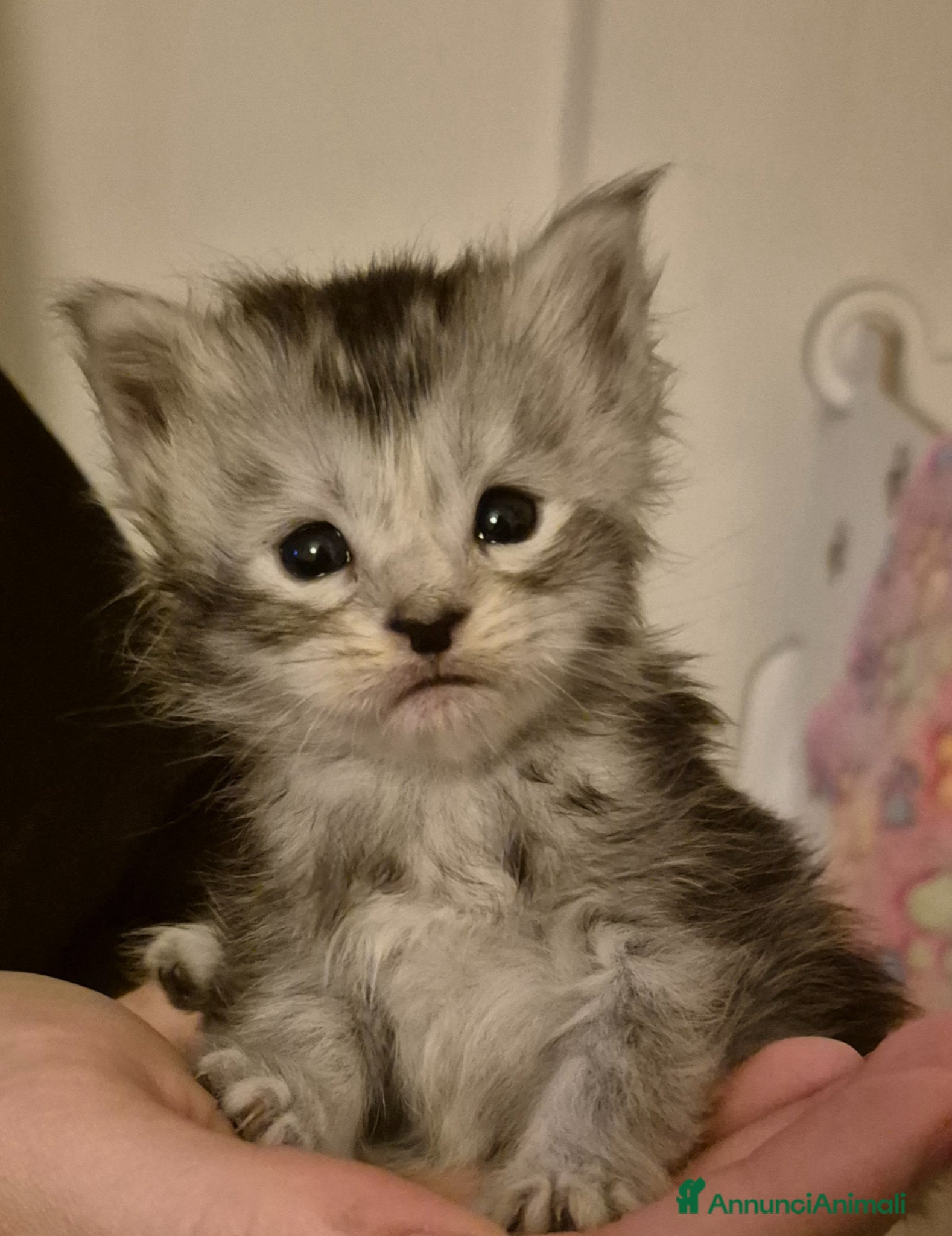 Maine Coon gatti Cuccioli  maine coon - Annuncio 2