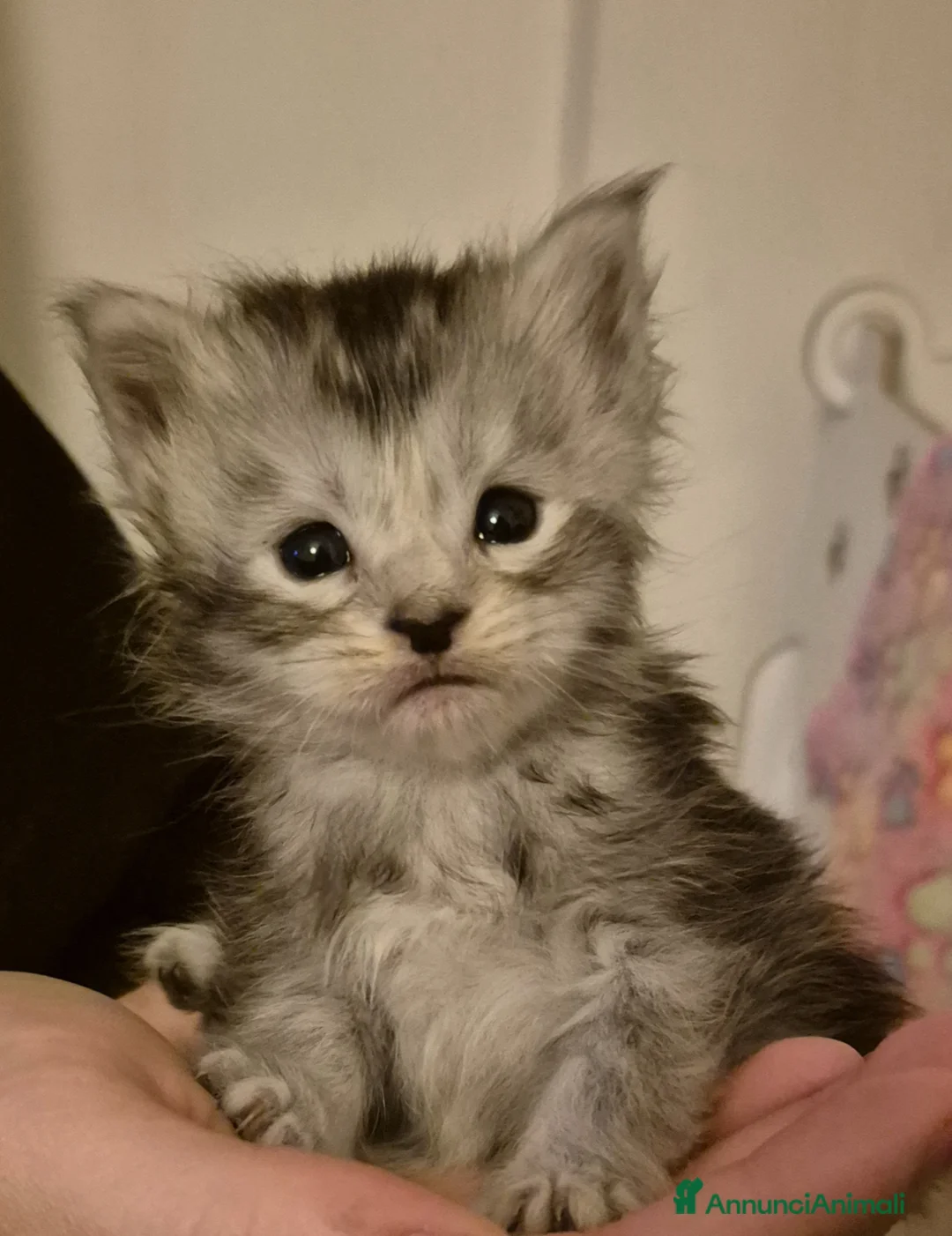 Maine Coon gatti in vendita: Cuccioli  maine coon - Annuncio 2