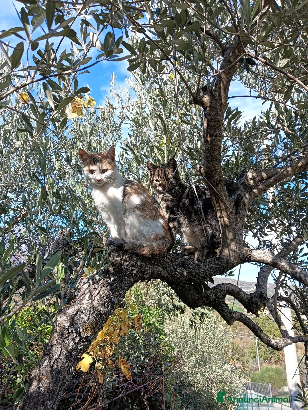 Europeo gatti in regalo: Gatti ni  - Annuncio 3