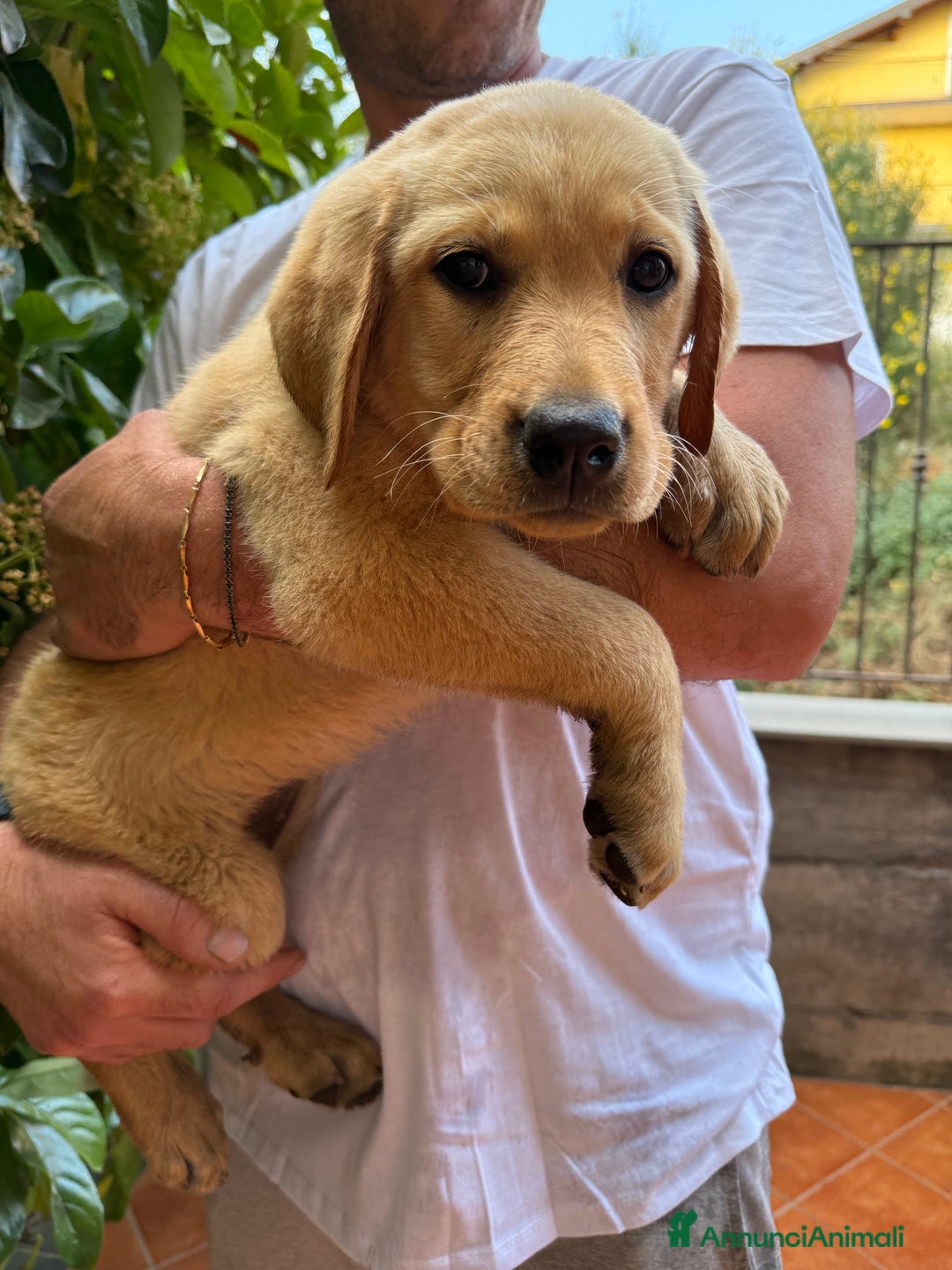 Labrador cani in vendita: Labrador miele  - Immagine 9