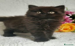 Scottish gatti in vendita: Scottish Fold/Straight  a Provincia di Pavia - Immagine 3