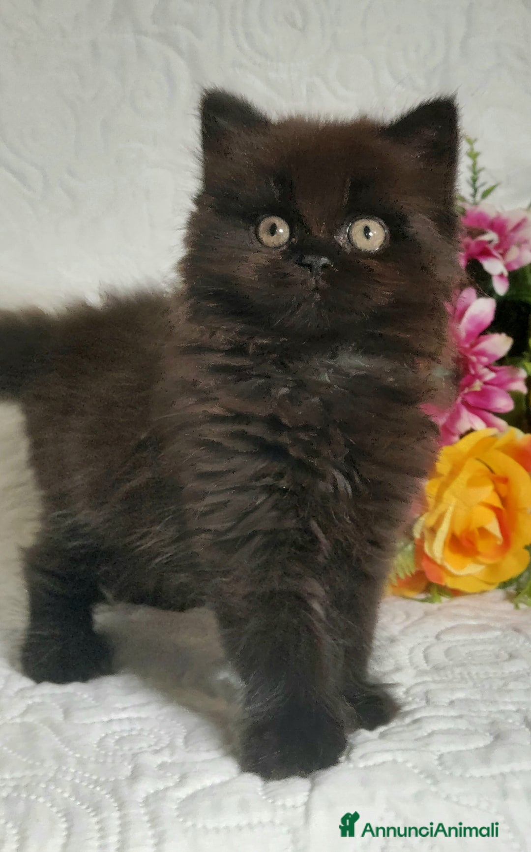 Scottish gatti in vendita: Scottish Fold/Straight  a Provincia di Pavia - Immagine 3