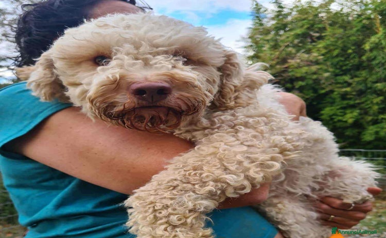 Lagotto cani ISOTTA, dolcissima LAGOTTA cerca famiglia! - Annuncio 1