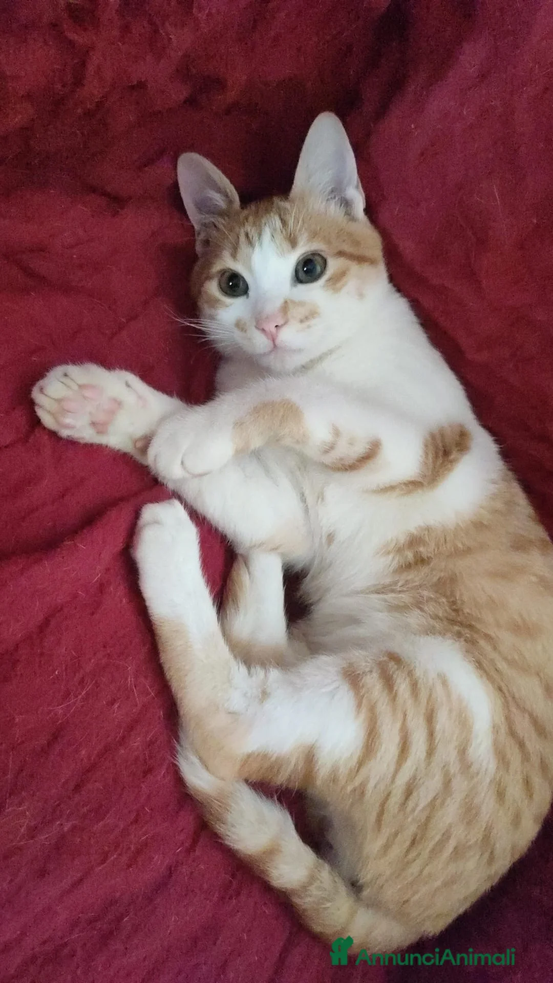 Europeo gatti in regalo: Moreno dolcissimo micino rosso e bianco a Città metropolitana di Milano - Annuncio 2