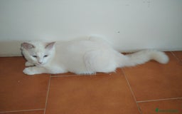 Ragdoll gatti in vendita: Gattino Ragdoll - Immagine 5