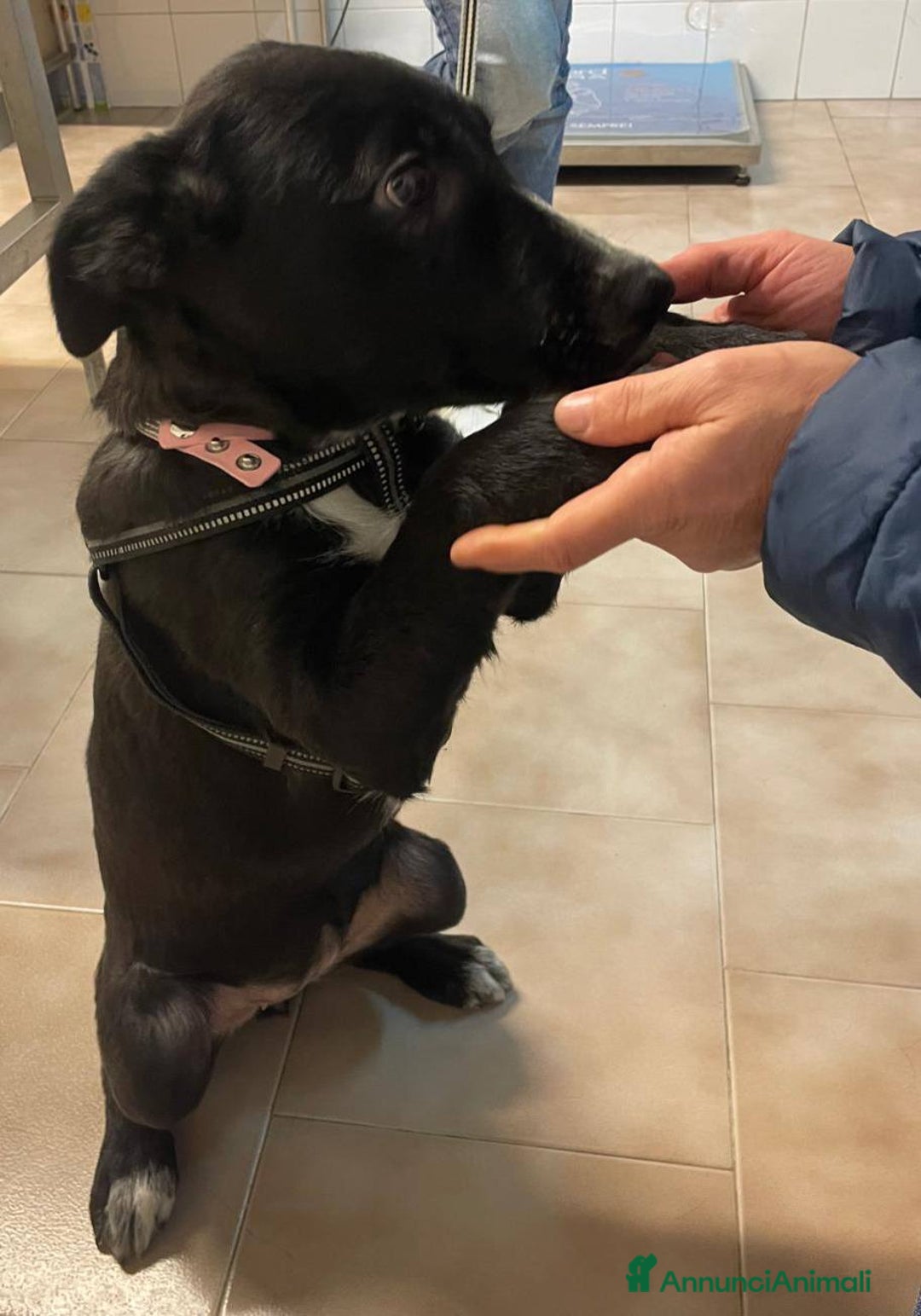 Meticcio cani in regalo: LA DOLCISSIMA E BELLISSIMA BELLA - Annuncio 3