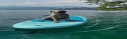 Weimaraner cani in vendita: Cucciolo di Weimaraner - Annuncio 8