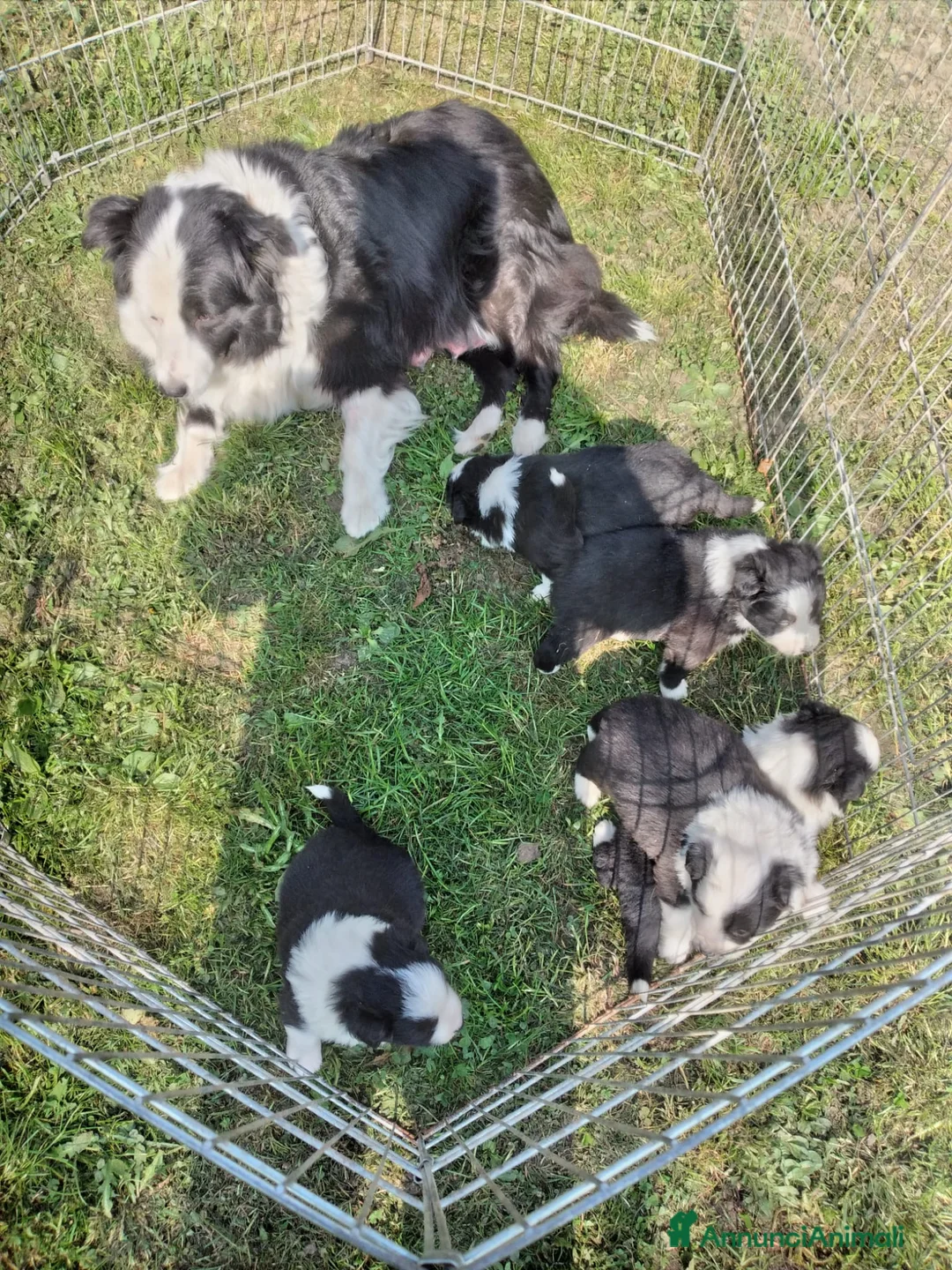 Border Collie cani in vendita: border collie con pedigree - Annuncio 2