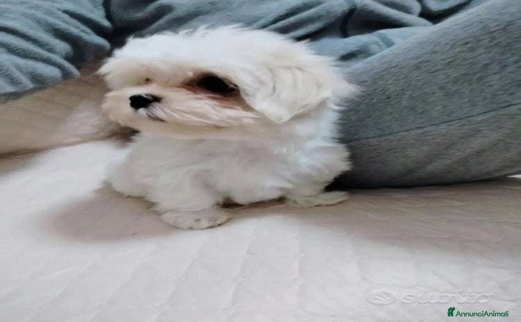 Maltese cani - Annuncio 11