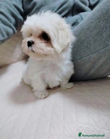 Maltese cani - Annuncio 11