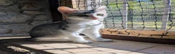 Meticcio gatti in regalo: Quattro gattini stupendi cercano casa - Annuncio 14
