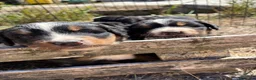Bovaro del Bernese cani in vendita: Cuccioli del Bovaro del Bernese  - Annuncio 14