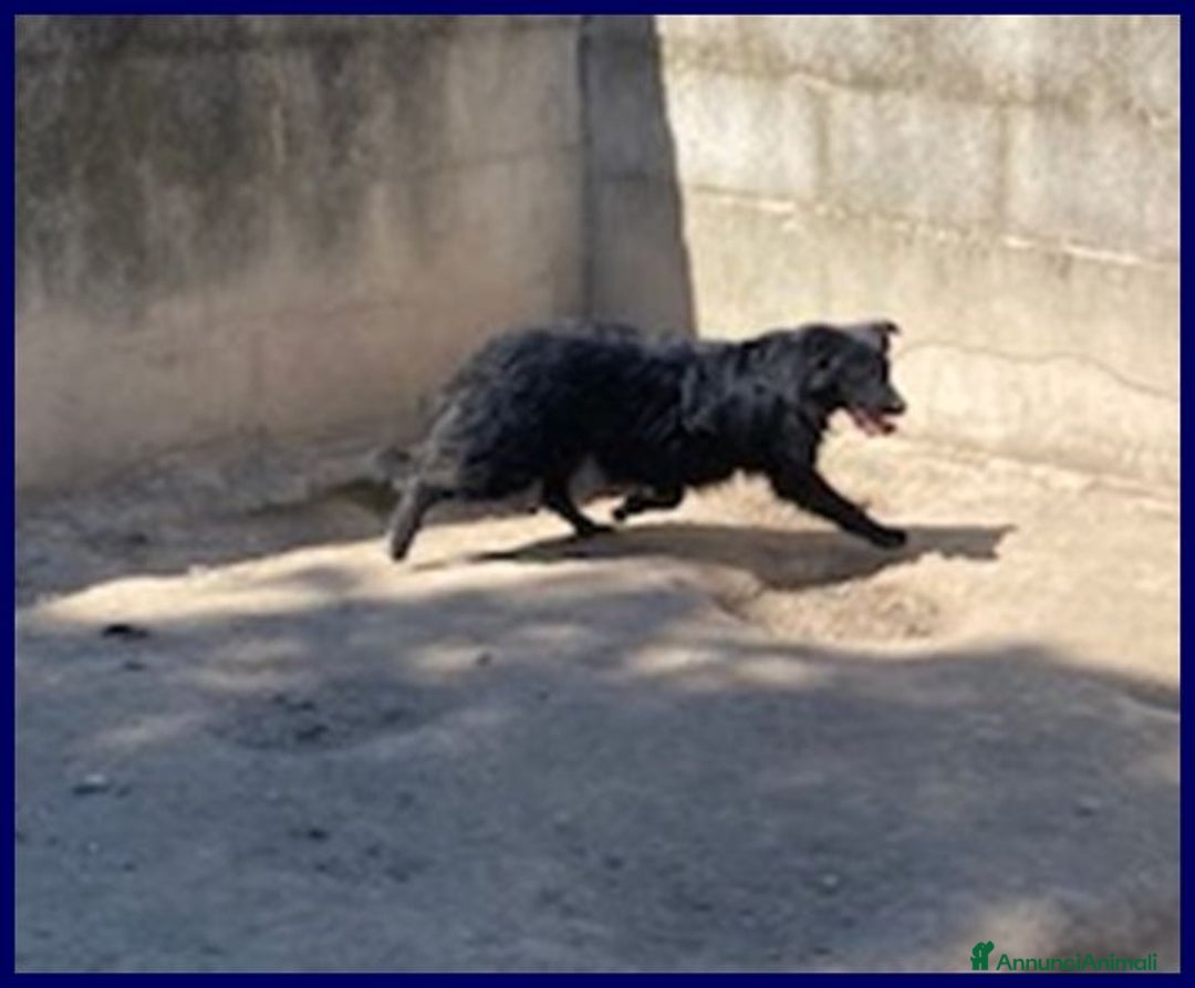 Meticcio cani in regalo: SABRINA una timidina - tg media - Annuncio 2