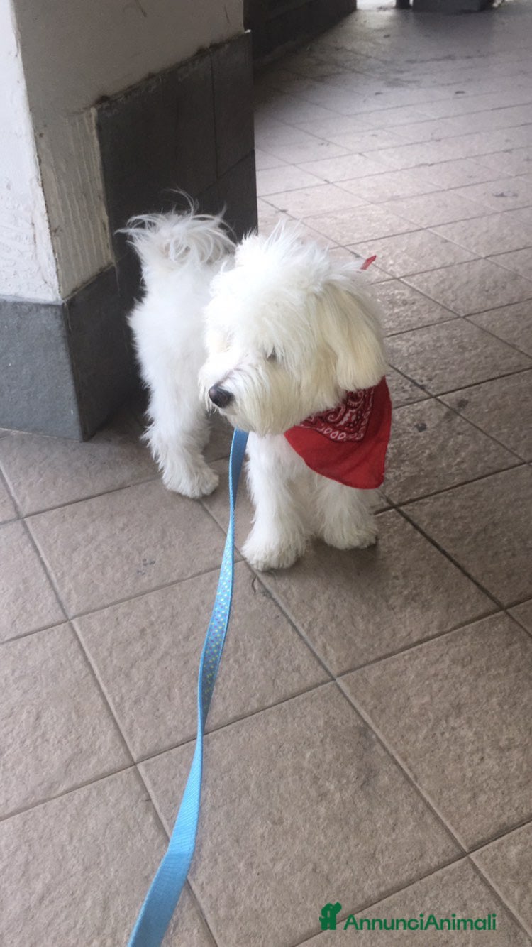 Maltipoo cani Gratis!!! - Annuncio 8