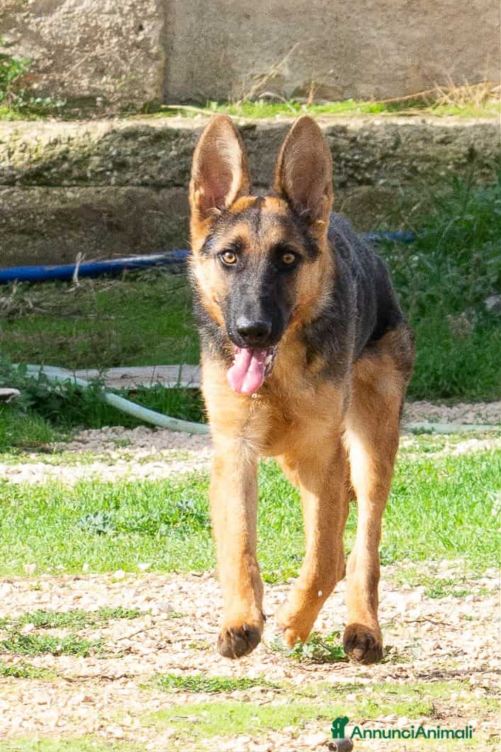 Pastore Tedesco cani Battista - Annuncio 2