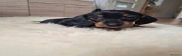 Bassotto cani in vendita: Bassotti nani (Genetica Testata e Acquisto Sicuro) - Annuncio 3