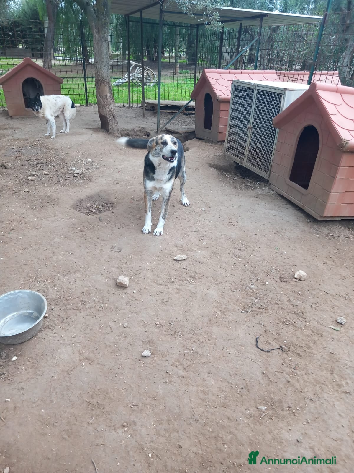 Meticcio cani VALZER - Classe 2023 a Provincia di Padova - Annuncio 2