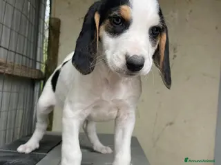 Meticcio cani SOS SELENE - Annuncio 2