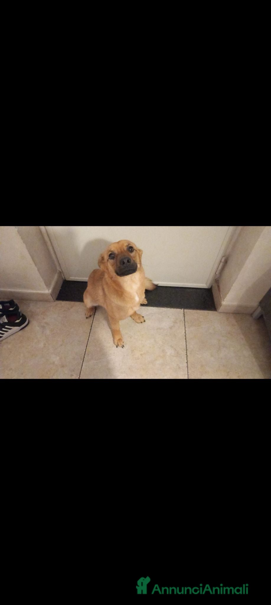 Meticcio cani ZOE CERCA UNA NUOVA FAMIGLIA. - Annuncio 3