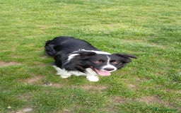 Bearded Collie cani per accoppiamento: Accoppiamento  a Città Metropolitana di Bologna - Immagine 3
