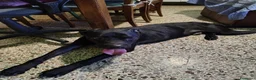 Cane Corso cani in regalo: Giocherellone a Provincia di Teramo - Annuncio 3
